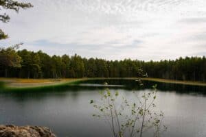 Tranquil lake with evergreen forest, reflecting cloudy sky, grassy shoreline, foreground branches.