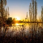 Sunset over cityscape with tower, silhouetted trees, and water reflection in foreground.