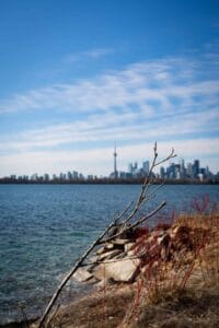 Bare tree branch, water, city skyline with tower, clear blue sky, rocks, vegetation.