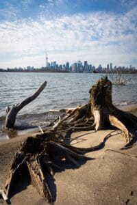 Weathered tree stump with exposed roots on sandy shore, city skyline and tower in background.