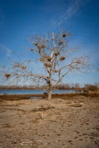 Leafless tree with bird nests on barren land near water, under clear blue sky.
