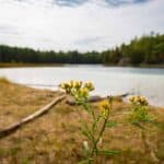 Yellow flowers in foreground, calm lake, forest, cloudy sky, and fallen log on grassy shore.