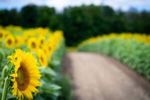 Dirt path through sunflower field; sunflowers focused left, blurred trees in background.