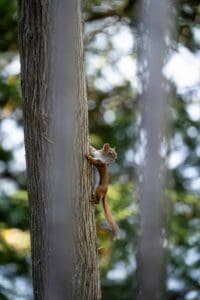 Squirrel climbing a tree trunk with blurred green foliage in the background