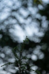 Dragonfly resting on the tip of a green conifer branch with blurred background.
