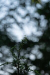 Dragonfly perched on the tip of a green conifer branch with blurred natural background