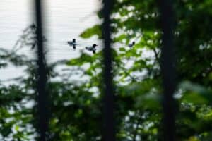 Three ducks swimming on a calm water surface seen through green leafy branches.
